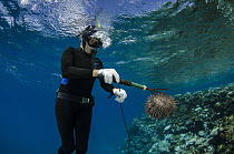 Crown-of-thorns Starfish (Acanthaster planci) being removed by Marlen Zigler, since the starfish is detrimental to the coral reef, Koro Island, Fiji