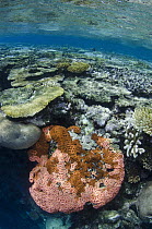 Reef showing diversity of coral, Fiji