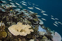 Three-striped Fusilier (Pterocaesio trilineata) school swimming over coral reef, Fiji