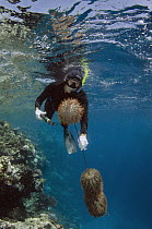Crown-of-thorns Starfish (Acanthaster planci) group being removed by Marlen Zigler, since the starfish is detrimental to the coral reef, Koro Island, Fiji