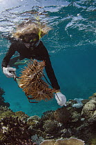 Crown-of-thorns Starfish (Acanthaster planci) pair being removed by Marlen Zigler, since the starfish is detrimental to the coral reef, Koro Island, Fiji
