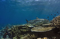 Black-tip Reef Shark (Carcharhinus melanopterus) swimming over reef, Beqa Lagoon, Viti Levu, Fiji