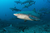 Bull Shark (Carcharhinus leucas) group, Beqa Lagoon, Viti Levu, Fiji