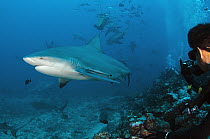 Bull Shark (Carcharhinus leucas) group near bait and diver, Beqa Lagoon, Viti Levu, Fiji
