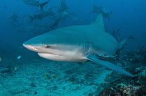 Bull Shark (Carcharhinus leucas) group, Beqa Lagoon, Viti Levu, Fiji