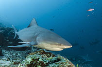 Bull Shark (Carcharhinus leucas), Beqa Lagoon, Viti Levu, Fiji