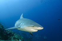 Bull Shark (Carcharhinus leucas), Beqa Lagoon, Viti Levu, Fiji