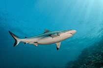 Grey Reef Shark (Carcharhinus amblyrhynchos), Beqa Lagoon, Viti Levu, Fiji