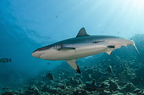 Grey Reef Shark (Carcharhinus amblyrhynchos), Beqa Lagoon, Viti Levu, Fiji