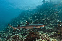 White-tip Reef Shark (Triaenodon obesus) swimming over reef, Beqa Lagoon, Viti Levu, Fiji