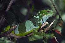 Fiji Banded Iguana (Brachylophus fasciatus), Fiji