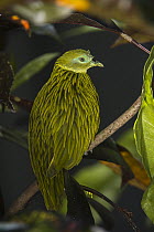 Golden Fruit Dove (Ptilinopus luteovirens), Fiji