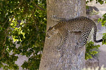 Leopard (Panthera pardus) climbing down tree, Masai Mara, Kenya