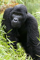 Mountain Gorilla (Gorilla gorilla beringei) in rain, Bwindi Impenetrable National Park, Uganda