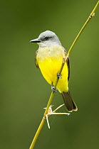 Tropical Kingbird (Tyrannus melancholicus), Misiones, Argentina