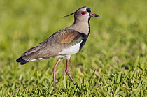 Southern Lapwing (Vanellus chilensis), Misiones, Argentina