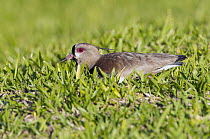 Southern Lapwing (Vanellus chilensis) at nest, Misiones, Argentina