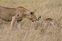African Lion (Panthera leo) female looking at Kob (Kobus kob) calf, Queen Elizabeth National Park, Uganda