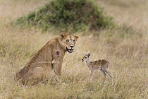 African Lion (Panthera leo) female and Kob (Kobus kob) calf, Queen Elizabeth National Park, Uganda