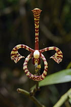 Scorpion Orchid (Arachnis flos-aeris) frequently seen growing epiphytically along rivers where its long scrambling stems hang over the water, Lubang Buaya, Batang Ai National Park, Malaysia