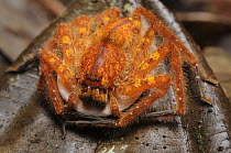 Huntsman Spider (Heteropoda sp) female clutching her egg sac, Lubang Buaya, Batang Ai National Park, Malaysia