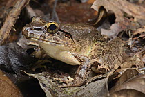 Giant River Frog (Limnonectes leporinus) camouflaged against leaf litter, Lubang Buaya, Batang Ai National Park, Malaysia