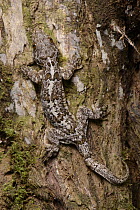 Horsfield's Flying Gecko (Ptychozoon horsfieldii) with elaborate skin fringes that allow it to glide as well as providing camouflage, Lubang Buaya, Batang Ai National Park, Malaysia