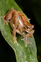Flying Frog (Rhacophorus gauni) pair in amplexus, Lubang Buaya, Batang Ai National Park, Malaysia