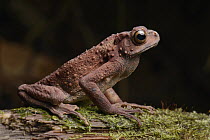 Common Tree Toad (Pedostibes hosii) rarely descends to ground to breed, Lubang Buaya, Batang Ai National Park, Malaysia