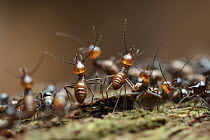 Termite (Hospitalitermes sp) soldiers defending a column of workers with chemical weaponry, each is capable of squirting a noxious fluid from the gland on its head, Tibu, Batang Ai National Park, Mala...