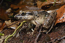 Giant River Frog (Limnonectes leporinus), Tibu, Batang Ai National Park, Malaysia