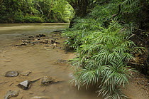 Palm (Pinanga tenella) with narrow leaves capable of withstanding occasional floods of swift water without being torn, Tibu, Batang Ai National Park, Malaysia