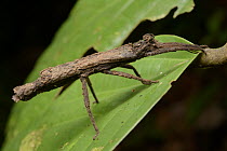 Stick Insect (Pylaemenes borneensis) female, Kubah National Park, Sarawak, Malaysia