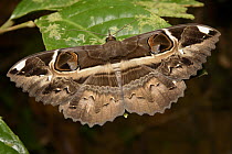 Noctuid Moth (Erebus ephesperis), Sunda Islands, Kubah National Park, Malaysia