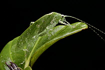 Katydid (Tettigoniidae), Mount Kinabalu National Park, Borneo, Malaysia