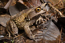 Kobayashi's Horned Frog (Megophrys kobayashii), Sabah, Borneo, Mount Kinabalu National Park, Borneo, Malaysia
