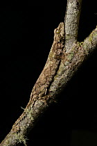 Sabah Flying Gecko (Ptychozoon rhacophorus), Mount Kinabalu National Park, Borneo, Malaysia