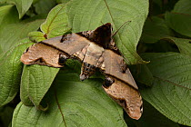 Hawk Moth (Amplypterus panopus), Celyn Resort, Kundasang, Borneo, Malaysia
