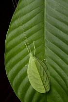 Katydid (Tettigoniidae)mimicking leaf, Danum Valley Field Centre, Borneo, Malaysia