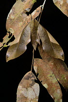 Sphinx Moth (Clanis stenosema) camouflaged agains dead leaves, Mulu National Park, Malaysia