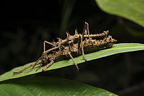Stick Insect (Dares ulula) pair mating, Nanga Sumpa, Batang Ai National Park, Malaysia