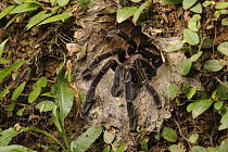 Tarantula (Lampropelma sp)at burrow, Nanga Sumpa, Batang Ai National Park, Malaysia