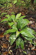 Primrose (Labisia pumila) valued medicinally as a women's health tonic, Nanga Sumpa, Batang Ai National Park, Malaysia