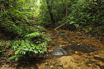 Small rocky stream amid lowland rainforest, Nanga Sumpa, Batang Ai National Park, Sarawak, Malaysia