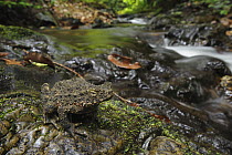 River Toad (Bufo asper), Nanga Sumpa, Batang Ai National Park, Malaysia
