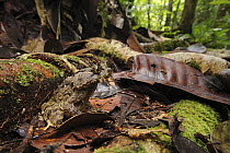 Rough Horned Frog (Borneophrys edwardinae), Nanga Sumpa, Batang Ai National Park, Malaysia
