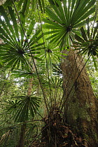 Malesiana Palm (Licuala petiolulata), Nanga Sumpa, Batang Ai National Park, Malaysia