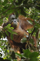 Orangutan (Pongo pygmaeus) male beginning to develop cheek pads, a sign of maturity placing his age near 15 to 20 years, Nanga Sumpa, Batang Ai National Park, Malaysia