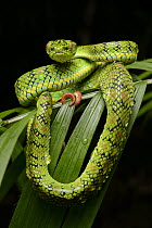 Schultz' Pit Viper (Trimeresurus schultzei) showing red tail tip used for caudal luring, Thumb Peak, Palawan Island, Philippines