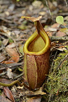 Pitcher Plant (Nepenthes deaniana), Thumb Peak, Palawan Island, Philippines